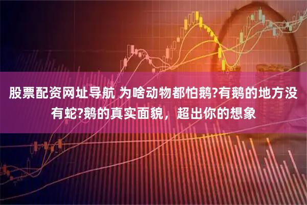 股票配资网址导航 为啥动物都怕鹅?有鹅的地方没有蛇?鹅的真实面貌，超出你的想象